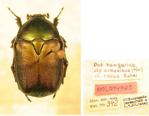 Réf. 236 422 : Protaetia ungarica
